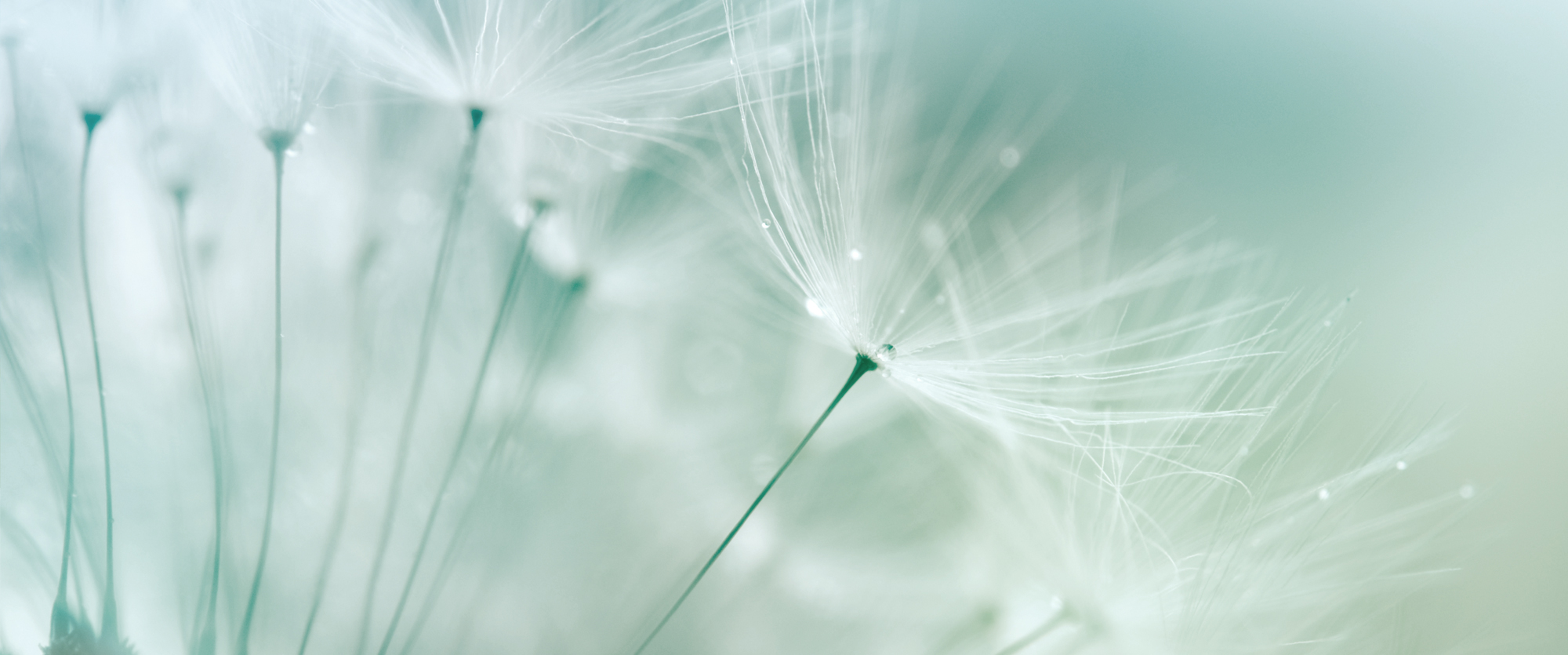 Huemer_Trennerbild_5